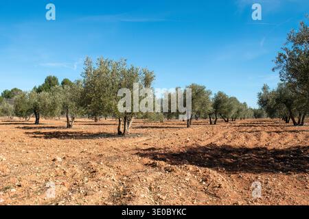 Olivar en la comunidad de Madrid. Stockfoto