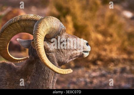 Dickhornschafe Nahaufnahme mit gebogenen Hörnern in warm Desert Habitat Stockfoto