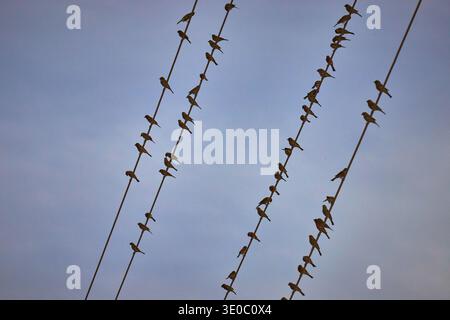 Vögel sitzen auf Power Drahtseilen gegen Himmel im städtischen Las Vegas Nevada Stockfoto