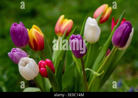 Bunte Tulpenblüten (Tulipa) vor neutralgrünem Hintergrund im Frühling. Stockfoto