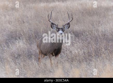 Maultierhirsch-Bock steht im Grasland in Alarmbereitschaft. Stockfoto