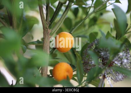 Reife Kumquat-Früchte wachsen auf einem kleinen Zitrusbaum, umgeben von grünen Blättern in natürlichem Gartenlicht. Stockfoto