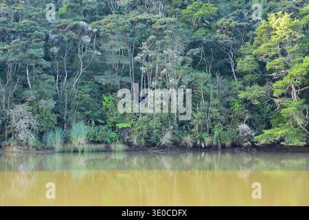 Uralter gemäßigter Regenwald, der sich auf der Oberfläche der trüben, aber toten ruhigen Waihora Lagune in Waikato spiegelt. Lage: Waikato Neuseeland Stockfoto