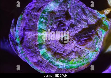 Makro Fluoreszierende Mineralstruktur Unter Schwarzlicht Mit Lebhaften Farben Stockfoto