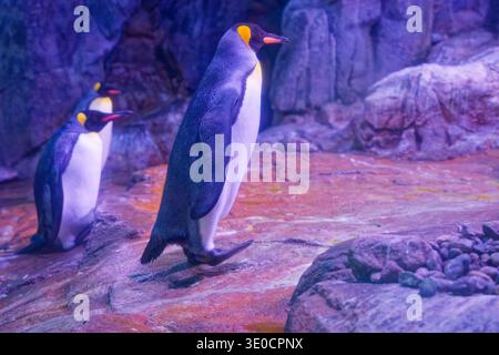 Drei Königspinguine stehen auf felsigem Boden mit strukturiertem Steinhintergrund in einem kühlen blauen und lila Licht. Stockfoto