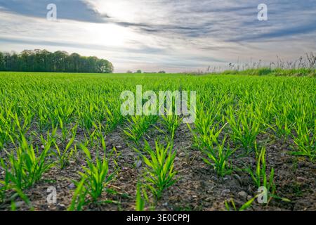 Ein lebendiges grünes Weizenfeld mit jungen Pflanzen, die in ordentlichen Reihen unter bewölktem Himmel wachsen, umgeben von Bäumen und natürlicher Vegetation in ländlicher Umgebung. Stockfoto