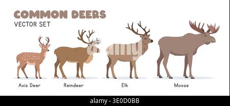 Vektor-Illustrationsset für Hirsche. Hirscharten Cartoon Clipart im flachen Stil. Achs-Hirsch, Rentier, Elch, Elch flache Vektordesign Stock Vektor