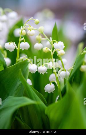 Frisch blühende Frühlingsblumen Lily of the Valley mit winzigen weißen Glockenblüten und grünen Blättern. Stockfoto