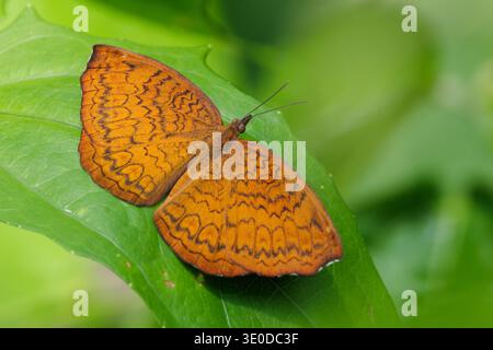 Gemeiner Castor-Schmetterling (Ariadne Merione) mit komplizierten Flügelmustern, die auf einem lebhaften grünen Blatt ruhen Stockfoto