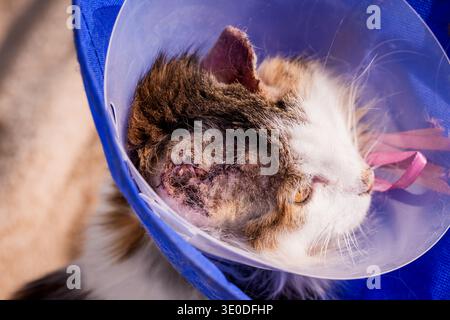 Calico-Katze mit elisabethanischem Kragen, E-Kragen, während sie sich von der Ohr-Operation erholt. Stockfoto