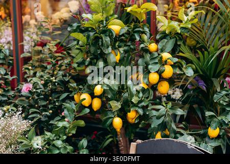 Zitronenbaum mit Reifen Zitronen in einem Garten umgeben von bunten Pflanzen und Blumen Stockfoto