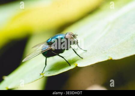 Detaillierte Makrofotografie einer glänzenden, grünen Fliege in Metallic-Optik, die bei natürlichem Licht auf einer lebendigen Blattoberfläche thront. Stockfoto