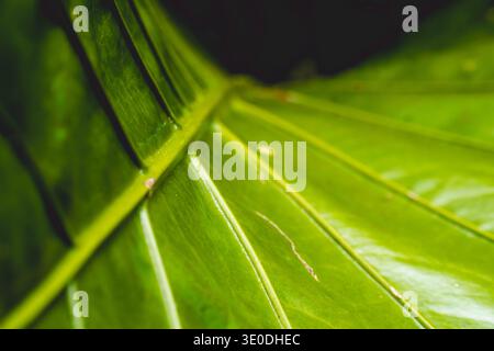 Eine detaillierte Nahaufnahme eines lebendigen grünen Blattes mit komplexen Venenmustern und natürlichen Texturen bei warmem Sonnenlicht. Stockfoto