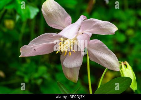 Aus nächster Nähe sehen Sie eine blassrosa Aquilegia-Blume mit ihren komplizierten Blütenblättern und leuchtend gelben Stammen, mit einem kleinen Insekt, das auf einem Haustier ruht Stockfoto