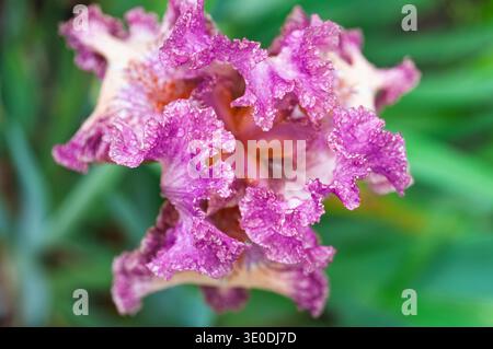 Nahaufnahme einer gerafften lila-weißen Irisblume mit zarten Details und Wassertropfen Stockfoto