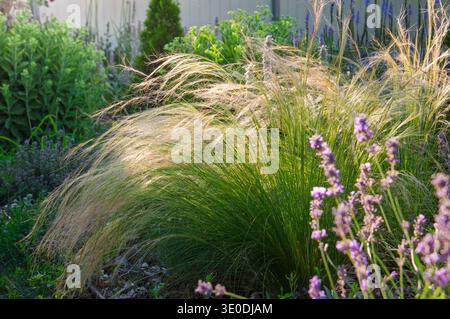 Weiche Ziergräser und Lavendel wiegen sanft im warmen Sonnenlicht eines Gartens Stockfoto