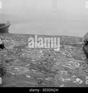 Archiviertes Schwarzweißfoto eines massiven Fischfangs in einem Fischnetz am Ufer eines Stausees im Donrybkombinat-Betrieb im Bezirk Slavjansk in den 1970er Jahren Sowjetische Fischer ernten reichlich aquatische Ressourcen für die Nahrungsmittelindustrie der ukrainischen SSR. Ein authentischer Blick auf das Ausmaß der sowjetischen Aquakultur, kollektiven landwirtschaftlichen Arbeit und des natürlichen Reichtums. Dieses historische Bild bewahrt die helle historische Erinnerung an tägliche harte Arbeit, wirtschaftlichen Wohlstand und den friedlichen Donbass vor dem Krieg. Stockfoto