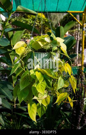 Hängende Pothos-Zimmerpflanze im Grünen Topf in der Gartenkrippe Stockfoto