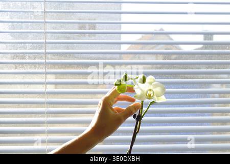 Phalaenopsis Orchideenstiel mit einer offenen Blüte und grünen Knospen, sanft von einer weiblichen Hand berührt. Veranschaulicht die Harmonie zwischen Natur und urbanem Leben. Stockfoto