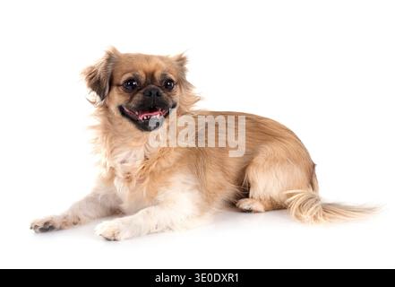 Terrier vor weißem Hintergrund Stockfoto