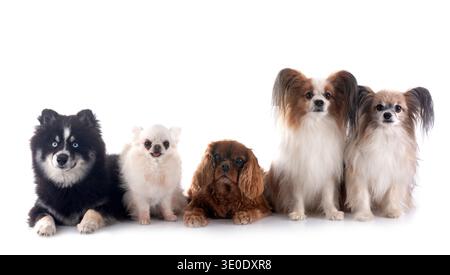 Kleine Hunde vor weißem Hintergrund Stockfoto