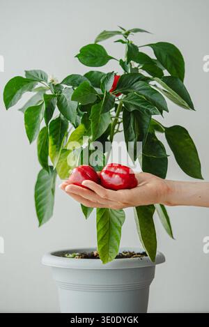 Die Hand hält frisch gepflückte rote Paprika, die nachhaltige Gartenarbeit, die Zufriedenheit einer erfolgreichen Ernte und gesunde, frische Produkte aus einer Bio-Pflanze hervorheben Stockfoto