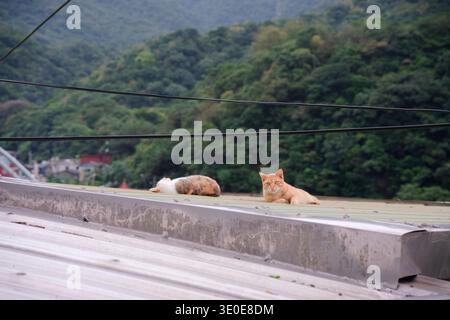 Streunende Katzen entspannen sich auf einem rostigen Blechdach mit Blick auf die üppig grünen Berge im Houtong Cat Village. Stockfoto