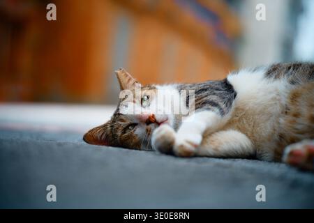 Nahaufnahme einer kastrierten, streunenden Calico-Katze mit abgeschnittenem Ohr, die entspannt auf einer Taiwan-Straße liegt und direkt auf die Kamera mit Bokeh-Hintergrund blickt. Stockfoto