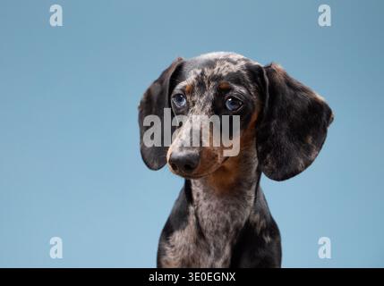 Ein junger merle-Dackel schaut zur Seite gegen ein gedämpftes blaues Studio. Seine schlampigen Ohren und die dunklen Augen geben einen nachdenklichen Ausdruck. Stockfoto