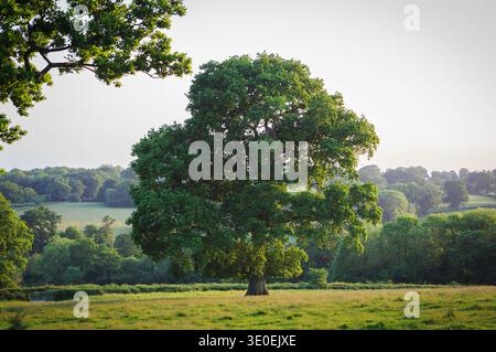 Eiche in vollem Blatt im Sommer (Teil der Serie 1 von 7 Eichen im Laufe der Jahreszeiten) in der Landschaft von Kent, England Stockfoto