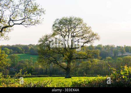 Eiche im Frühling (Teil der Serie 1 von 7 Eichenbäumen durch die Jahreszeiten) in der Landschaft von Kent, England Stockfoto