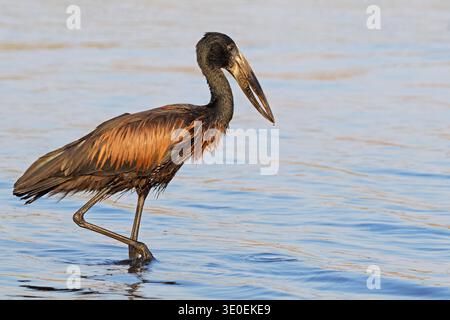 Ein afrikanischer Steinbruchstorch (Anastomus lamelligerus) im Flachwasser, Chobe National Park, Botswana Stockfoto
