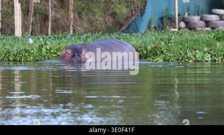 Ein mächtiger Flusspferd, der teilweise in Wasser getaucht ist und eine ruhige und dennoch imposante Präsenz in seinem natürlichen aquatischen Lebensraum einnimmt. Stockfoto