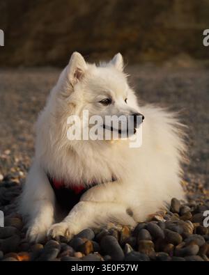 Japanischer Spitzhund, der an einem felsigen Strand mit Blick auf das Meer an der Küste von Norfolk, England, Großbritannien, steht. Stockfoto