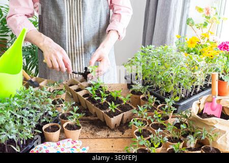 In einem sonnigen Innenraum pflanzt ein Mann sorgfältig junge Pfefferpflanzen in umweltfreundliche Töpfe um, demonstriert Gartenkunst und fördert das Pflanzenwachstum Stockfoto