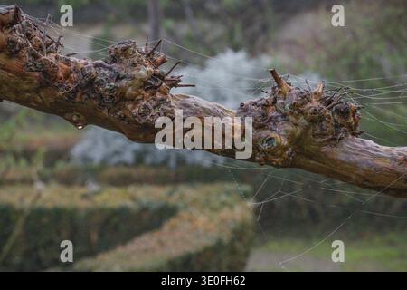 Spinnweben mit Tautropfen an einem Rosenpflanzenzweig Stockfoto