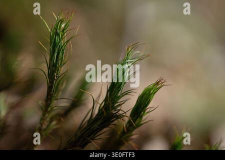 Makronaht von Haarkappenmoos (Polytrichum), die mit Sporophytenkapseln in einem moosigen Waldboden-Habitat wachsen. Stockfoto