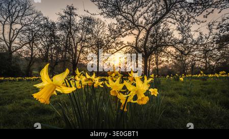 Goldener Himmel, während die Sonne über den Narzissen in Golders Hill, Nord-London, untergeht. Stockfoto