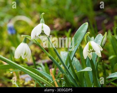 Spätwinter bis Frühjahrs blühende Doppelschneeglöckchen, Galanthus nivalis „Hill Poe“ Stockfoto