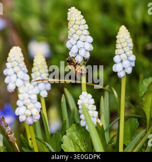 Die fliegende Honigbiene, APIs mellifera, ernährt sich von einer hellen Form der Traubenhyazinthe, Muscari armenaicum Stockfoto