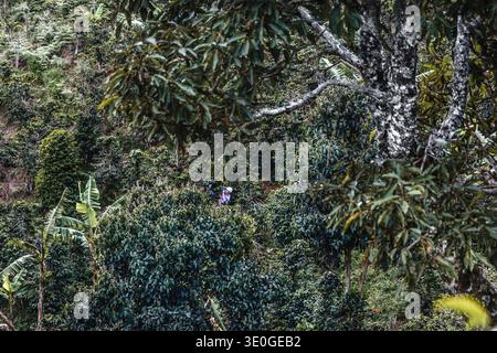 Kaffeepflücker sammeln reife rote Kaffeekirschen während der Ernte auf einer Plantage in der Nähe von Salento im kolumbianischen Departement Quindío. Stockfoto