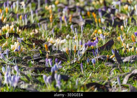 Violette, weiße und gelbe Krokusblüten. Wächst zwischen trockenen Blättern im Gras. Das Sonnenlicht des frühen Frühlings hebt zarte jahreszeitliche Blüten hervor. Stockfoto