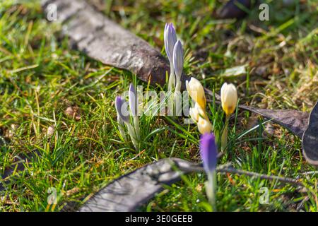 Violette und gelbe Krokusblüten wachsen zwischen Gras und gefallenen Blättern in der Frühjahrssonne. Die zarten Blüten signalisieren das jahreszeitliche Erwachen von n Stockfoto