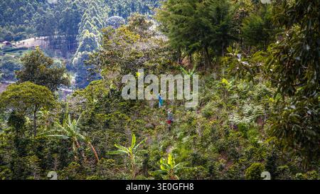 Kaffeepflücker ernten reife Kaffeekirschen von Hand auf einer Plantage in der Nähe der Stadt Salento in der kolumbianischen Andenkafferegion. Stockfoto