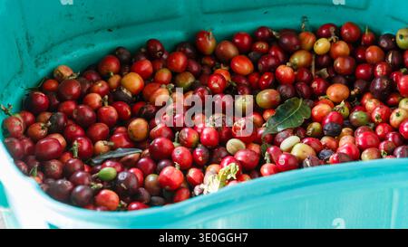 Frisch geerntete kolumbianische Arabica-Kaffeebohnen in einem Behälter in der Kaffeestadt Salento im kolumbianischen Departement Quindío. Stockfoto