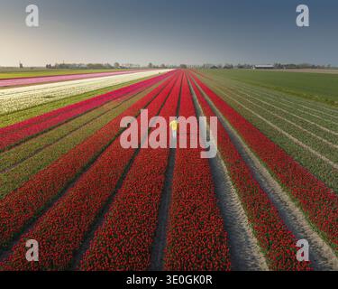 Aus der Vogelperspektive erstrecken sich die pulsierenden Tulpenfelder in geordneten Reihen und schaffen einen farbenfrohen Wandteppich unter dem weichen Licht, Alkmaar, Niederlande. Stockfoto