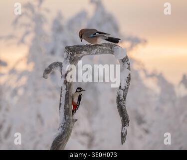 Im Winter kämpfen Großspecht und ein eurasischer Jay auf einem schneebedeckten Ast im Oulanka-Nationalpark, Nordfinnland Stockfoto