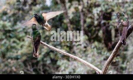 Kolibris in der Stadt Salento, dem Tor zur berühmten Kaffeeregion Kolumbiens in Quindío. Stockfoto