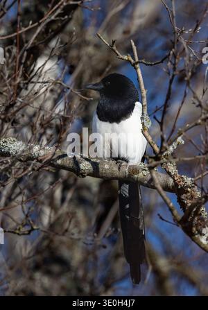 Magpie im Winter Stockfoto