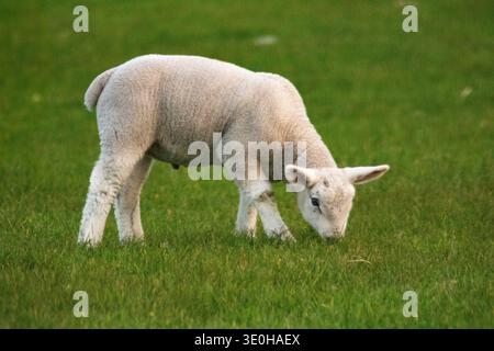Junglamm auf grüner Weide im ländlichen County Donegal, Irland. Stockfoto
